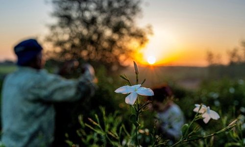 Egyptian jasmine under strain: A new warning for the perfume industry