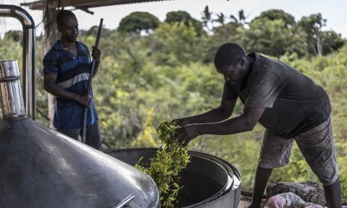 Comoros: Push to turn ylang-ylang distillation to greener practices
