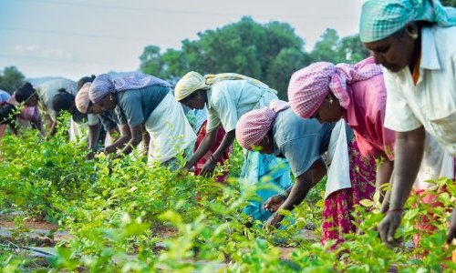 India's jasmine opportunity: a traceable, sustainable supply chain