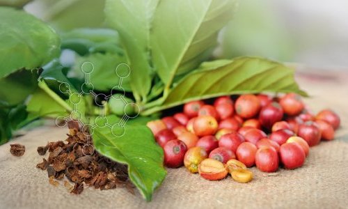 Lipoid Kosmetik promotes cascara, a trendy co-product in the food industry