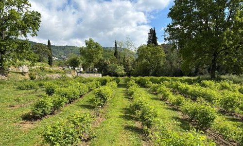 Mane unveils experimental garden dedicated to fragrance and aromatic plants