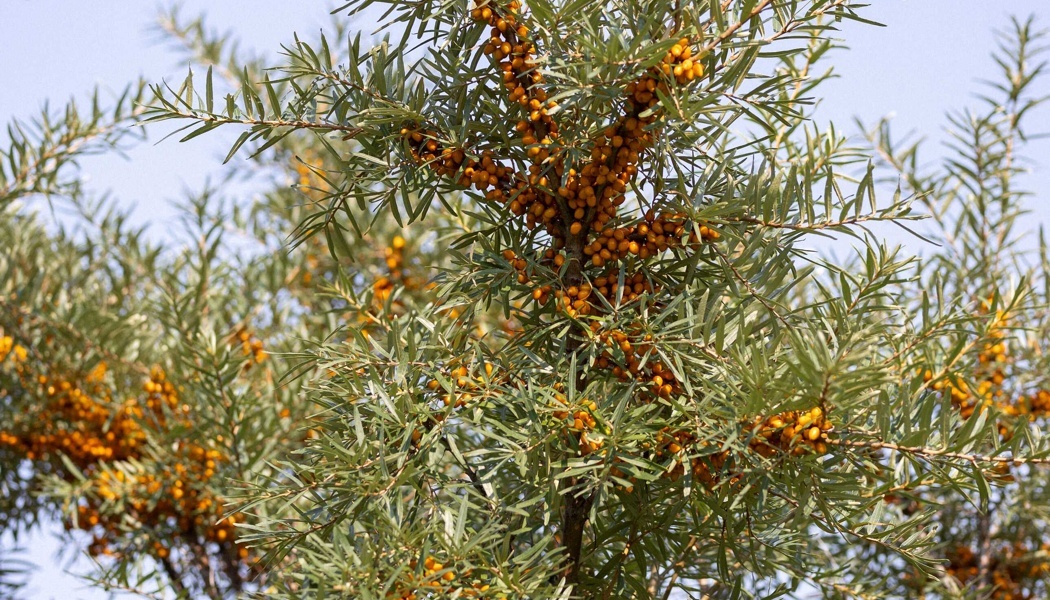 Noxifense, le nouvel actif upcyclé de Gattefossé contre l'oxy-inflammation