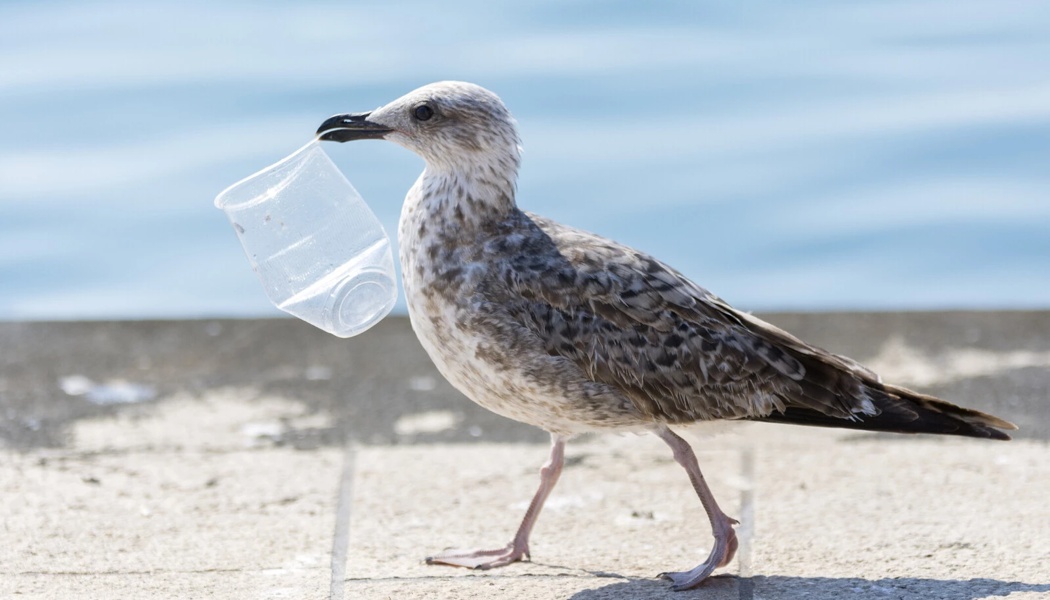 Pollution plastique : l'ONU veut un nouveau round de négociations en août