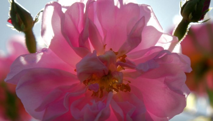 Retour en images sur 15 années de valorisation des fleurs du Pays de Grasse