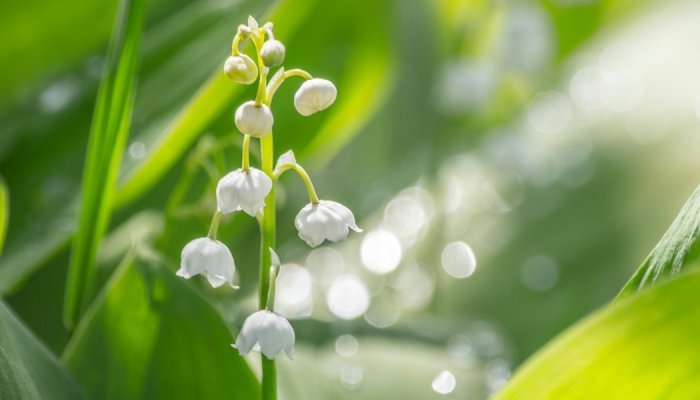 Givaudan lance Nympheal, un ingrédient de parfum au profil floral blanc