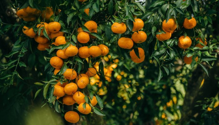 Mibelle recycle les peaux de mandarine pour lutter contre l'inflammaging