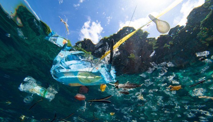 US statewide bans on plastic bags reduced beach pollution: analysis