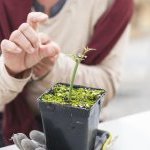 L'Aromatic Fablab, une pépinière durable dédiée aux agriculteurs grassois (Photo : Association des Fleurs d'Exception du Pays de Grasse)