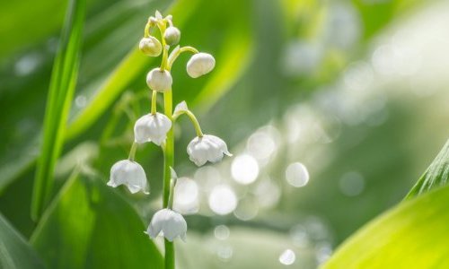 Givaudan lance Nympheal, un ingrédient de parfum au profil floral blanc