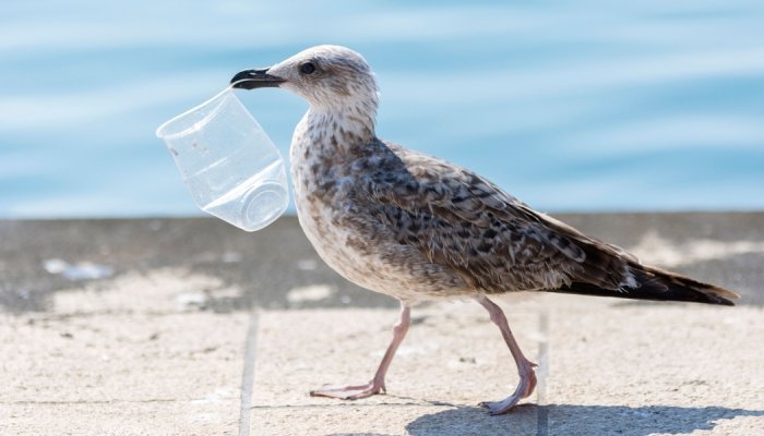 Microplastic pollution impairs seabird gut microbiome health