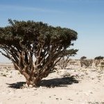 À Oman, Amouage et dsm-firmenich mettent en valeur l'encens du Wadi Dawkah (Photo : Amouage)