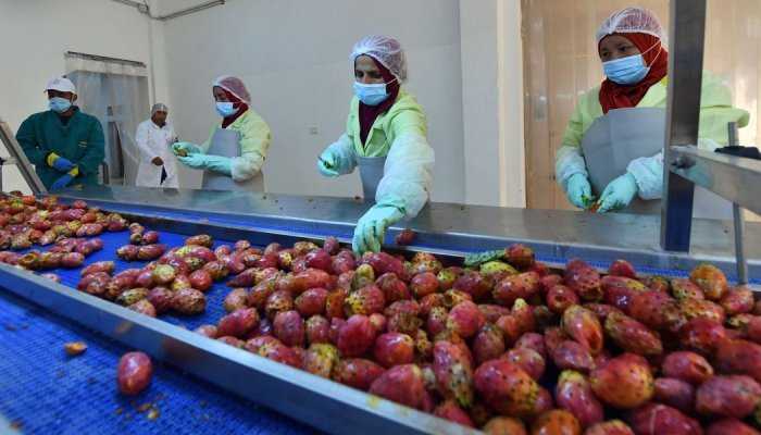 Tunisia: Prickly pear producers predict cacti cosmetics cash-in