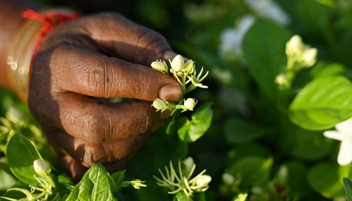 Le jasmin de Madurai, discret ingrédient des parfumeurs du monde entier