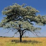 Sericoside est une molécule pure obtenue à partir des racines de Terminalia sericea, un arbre qui pousse dans la forêt miombo d'Afrique centrale et australe (Photo : © EcoPic / iStock)