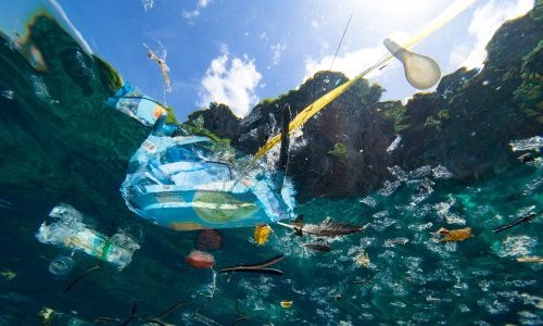 US statewide bans on plastic bags reduced beach pollution: analysis