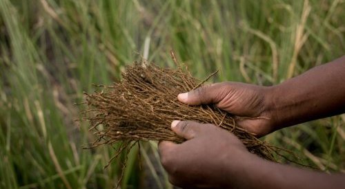 Symrise brings the treasures of Madagascar to perfumers