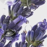 Parfums : dsm-firmenich complète sa palette de nouveaux extraits Firgood (Photo : dsm-firmenich)