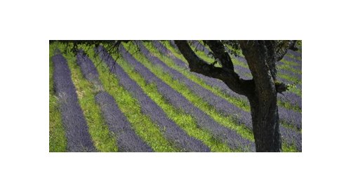 Lavender back in fashion with French farmers