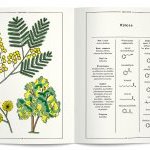 Le mimosa et l'ylang-ylang intègrent la collection des Cahiers des Naturels Nez + LMR