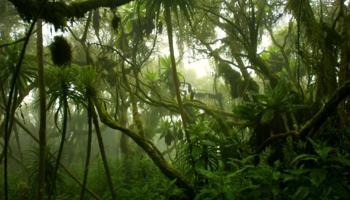Verra's rainforest carbon offsets 'worthless', according to media analysis