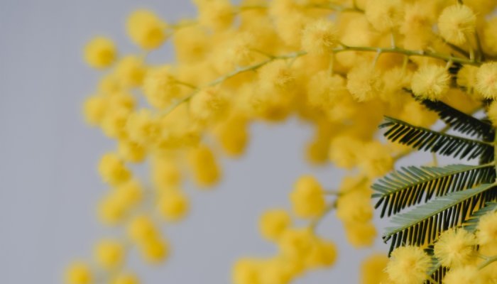 Le mimosa et l'ylang-ylang intègrent la collection des Cahiers des Naturels