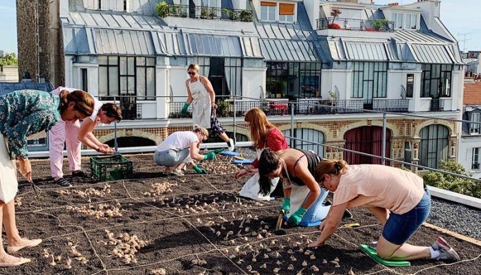 TechnicoFlor valorise le safran cultivé par Bien Élevées sur les toits de Paris