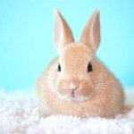 In case the bill would be voted by the lower house, Mexico would become the first country in North America to outlaw cosmetic animal testing, and the 40th globally.