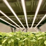 Capsum opens a lab farm at its research centre using iFarm technology