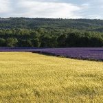 From the farm to the flacon: Eden Ecosystem propose un nouveau modèle pour l'extraction végétale
