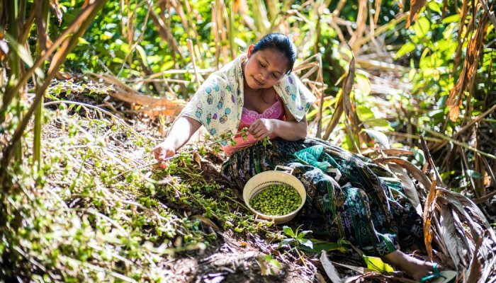 Nelixia extrait durablement les parfums de la biodiversité d'Amérique latine