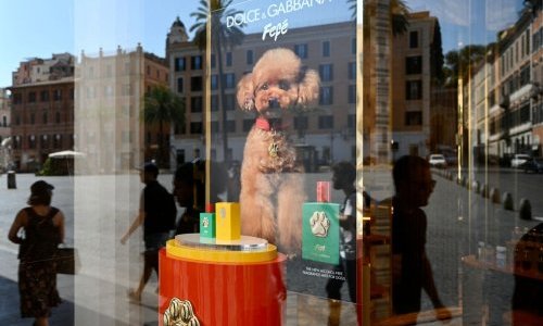 Not to be sniffed at: Dolce & Gabbana launches EUR 99 dog perfume