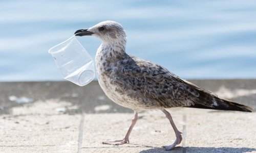 Pollution plastique : l'ONU veut un nouveau round de négociations en août