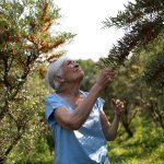 Noxifense is a 100% natural active extracted from sea buckthorn leaves (Photo credit: Félix Audette