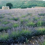 Les fleurs à parfums de Grasse et leur transformation sont mises en avant dans un beau livre à paraître aux éditions Gallimard le 31 août