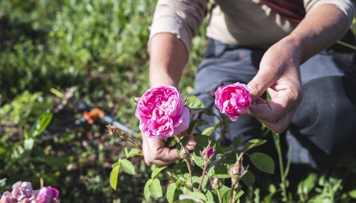 L'Aromatic Fablab, une pépinière durable dédiée aux agriculteurs grassois