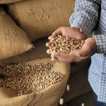 Potential buyer checks the quality of castor beans on the local market (Photo: Courtesy of BASF)