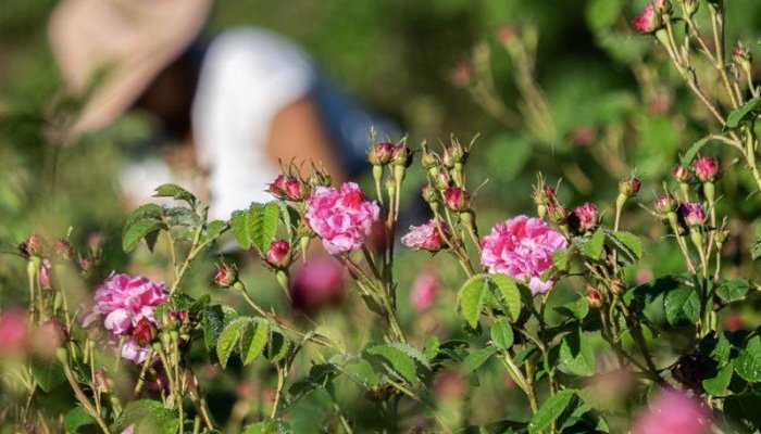 Lancôme acquires a rose-farm in Grasse to strengthen their DNA