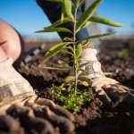 Le producteur australien d'huile de bois de santal, Santanol, a rejoint l'UEBT (Photo : © Santanol)